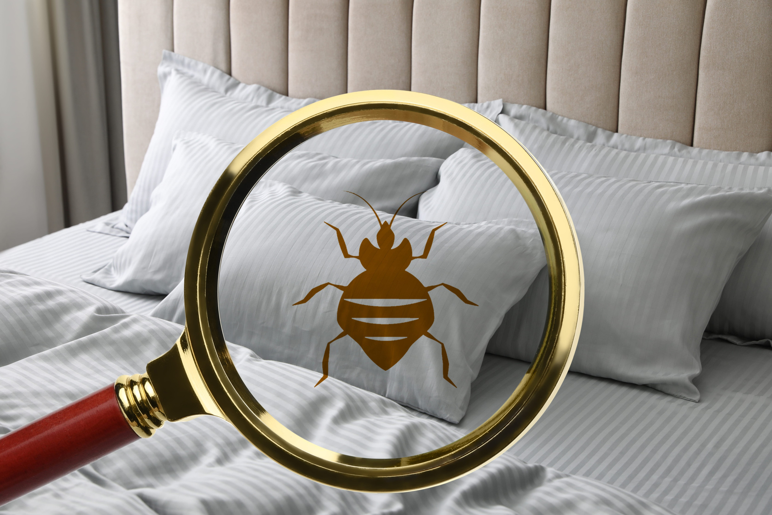 Bed Bugs Explained: What They Are, Where They Come From, and How to Protect Your Mattress