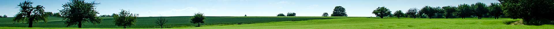 M+M-landing-page-scene landscape view of field with trees with blue sky